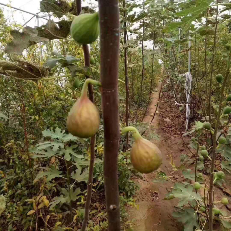 无花果苗，无花果树苗批发价格，青藤农业现货供应