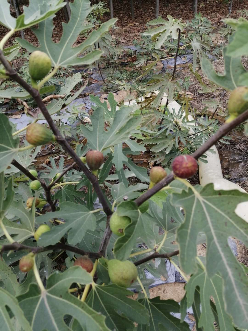 无花果苗，无花果树苗批发价格，青藤农业现货供应