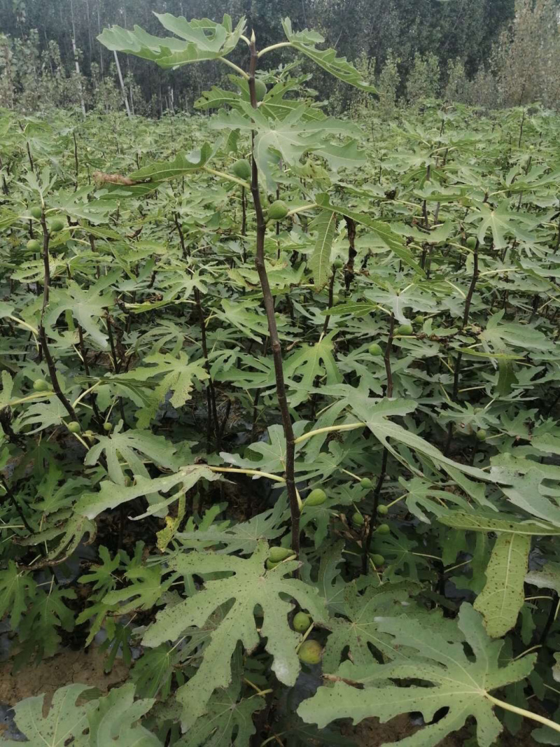 无花果苗，无花果树苗批发价格，青藤农业现货供应