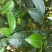 茶叶
