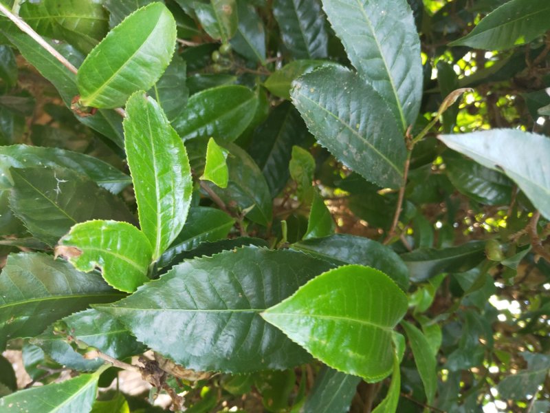 茶叶
