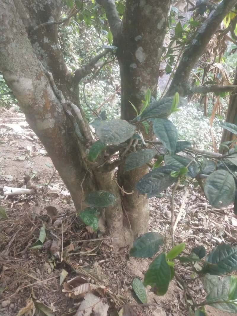 茶叶