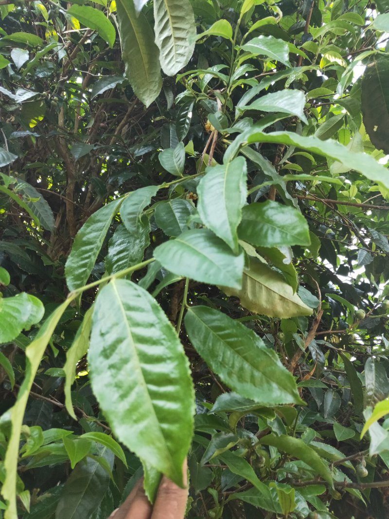 茶叶