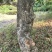 茶叶