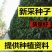新采法国冬青种子日本珊瑚树种子冬珊瑚法青种子