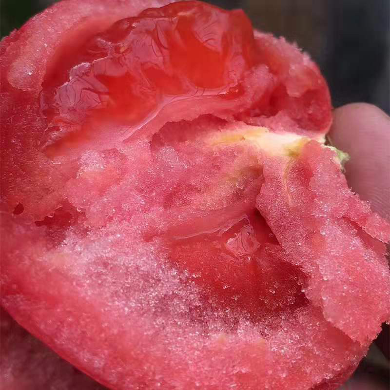 云南元谋现摘西红柿番茄原产地直供支持一件代发