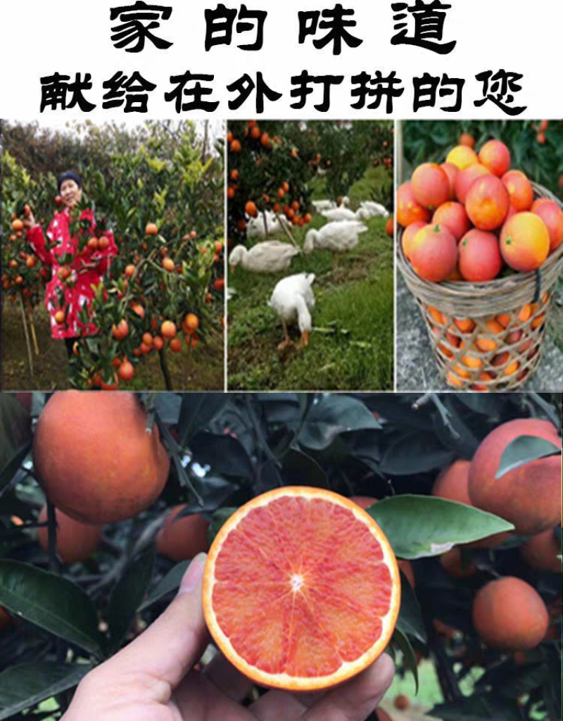 资阳塔罗科血橙四川原产地直供