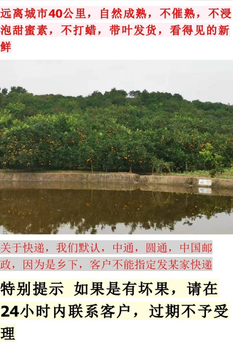 资阳塔罗科血橙四川原产地直供