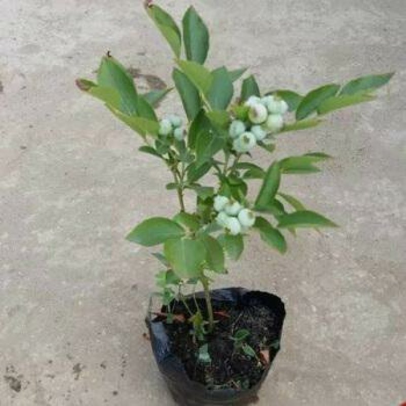 兔眼蓝莓苗盆栽地栽蓝莓树苗蓝莓苗蓝梅树苗南北方种植