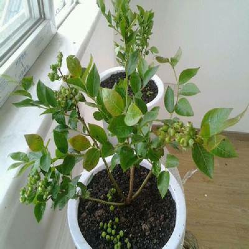 兔眼蓝莓苗盆栽地栽蓝莓树苗蓝莓苗蓝梅树苗南北方种植