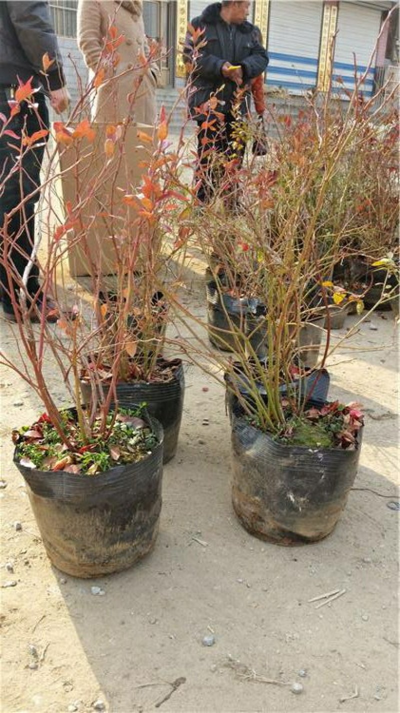 塞拉蓝莓苗盆栽地栽蓝莓树苗蓝莓苗蓝梅树苗南北方种植
