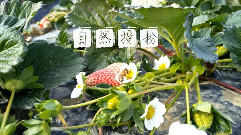 冬草莓3斤5斤包一件代发包邮奶油草莓礼盒装双流草莓