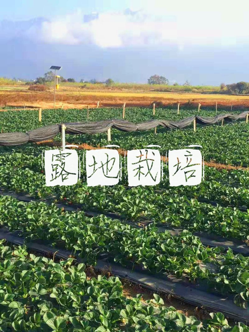 冬草莓3斤5斤包一件代发包邮奶油草莓礼盒装双流草莓