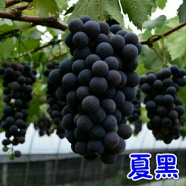 夏黑葡萄树苗大小新品种南北方种植盆栽果树