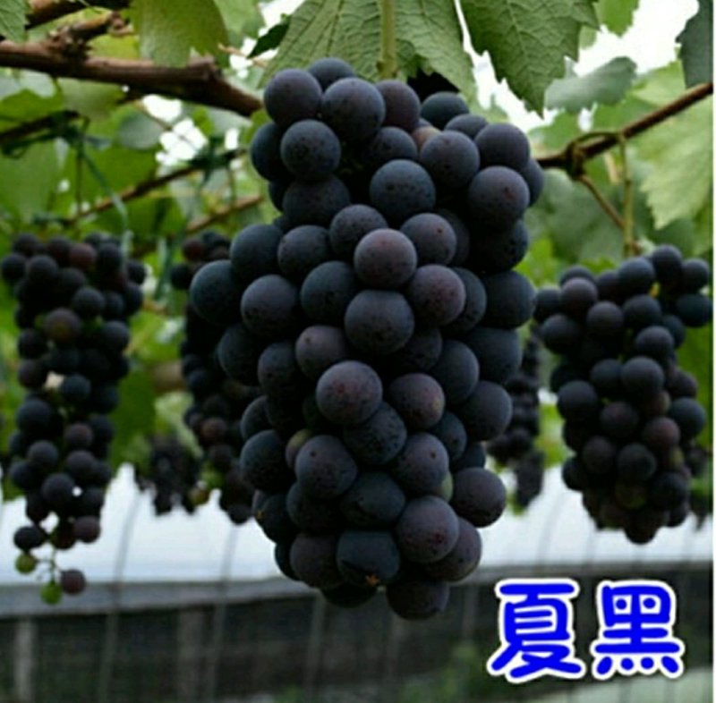 夏黑葡萄树苗大小新品种南北方种植盆栽果树