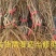 夏黑葡萄树苗大小新品种南北方种植盆栽果树