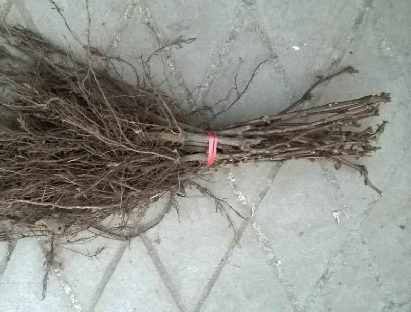 巨峰葡萄树苗大小新品种南北方种植盆栽果树苗