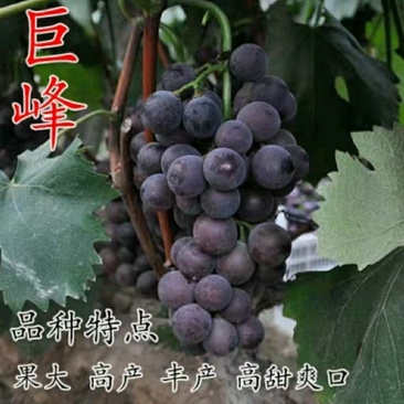 巨峰葡萄树苗大小新品种南北方种植盆栽果树苗
