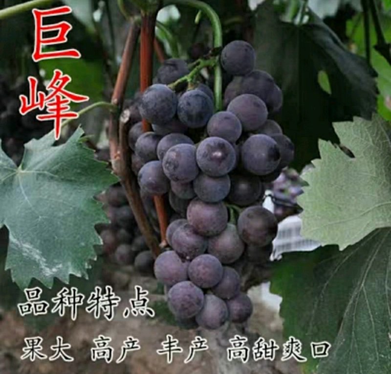 巨峰葡萄树苗大小新品种南北方种植盆栽果树苗