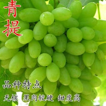 青提葡萄树苗大小新品种无籽葡萄苗南北方种植盆栽果树
