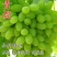 青提葡萄树苗大小新品种无籽葡萄苗南北方种植盆栽果树