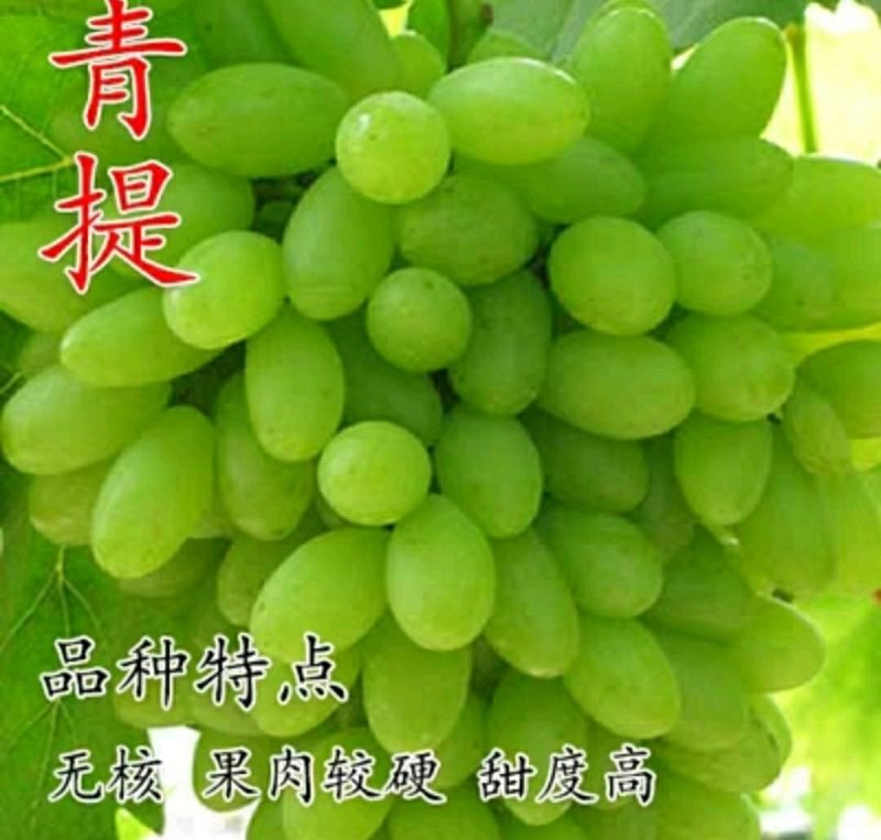青提葡萄树苗大小新品种无籽葡萄苗南北方种植盆栽果树