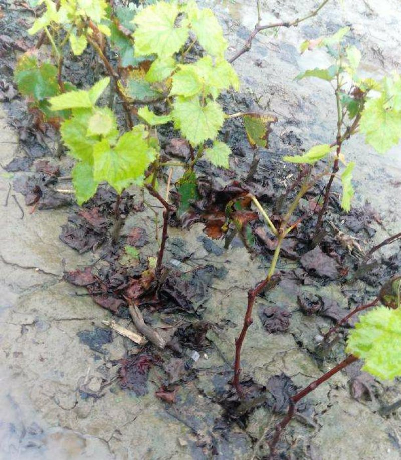 【六年苗买一送一】醉金香葡萄树苗新品种南北方种植盆栽果树