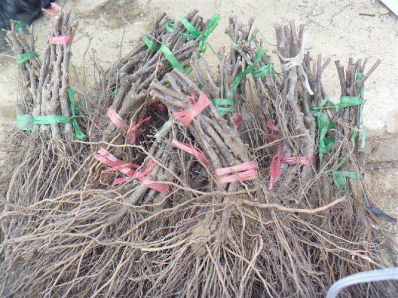 红提葡萄树苗大小新品种南北方种植盆栽果树
