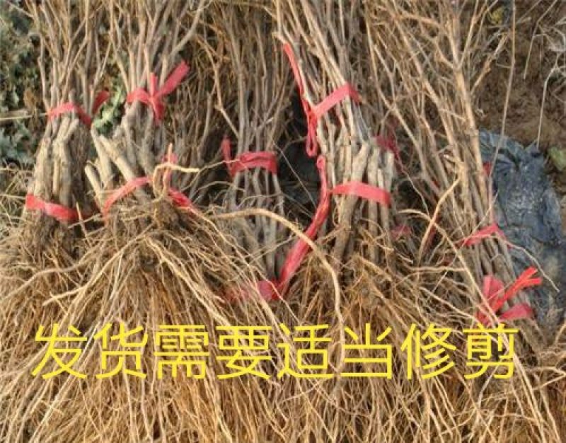 红提葡萄树苗大小新品种南北方种植盆栽果树