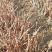 红提葡萄树苗大小新品种南北方种植盆栽果树
