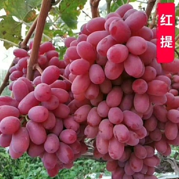 红提葡萄树苗大小新品种南北方种植盆栽果树