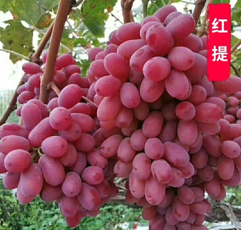 红提葡萄树苗大小新品种南北方种植盆栽果树