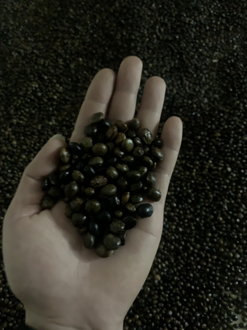良品牛大力种子（中大叶品种）