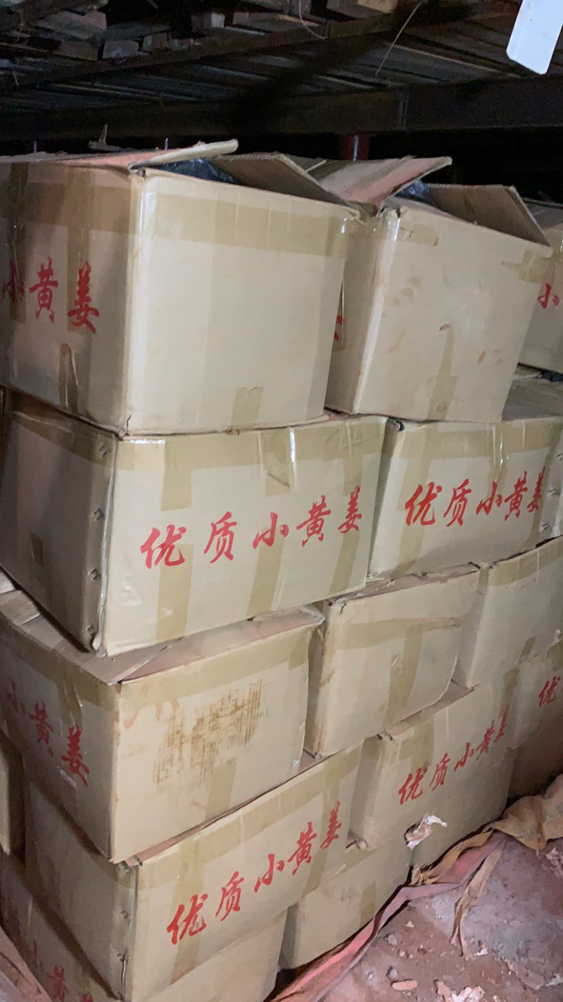 【优质】小黄姜生姜种视频看货价格稳定产地一手