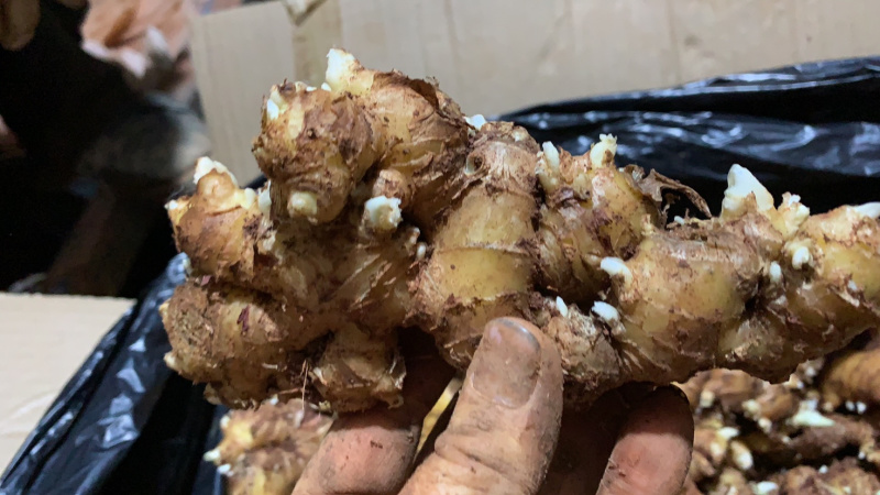【优质】小黄姜生姜种视频看货价格稳定产地一手