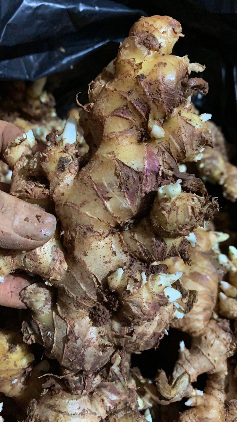 【优质】小黄姜生姜种视频看货价格稳定产地一手