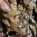 【优质】小黄姜生姜种视频看货价格稳定产地一手
