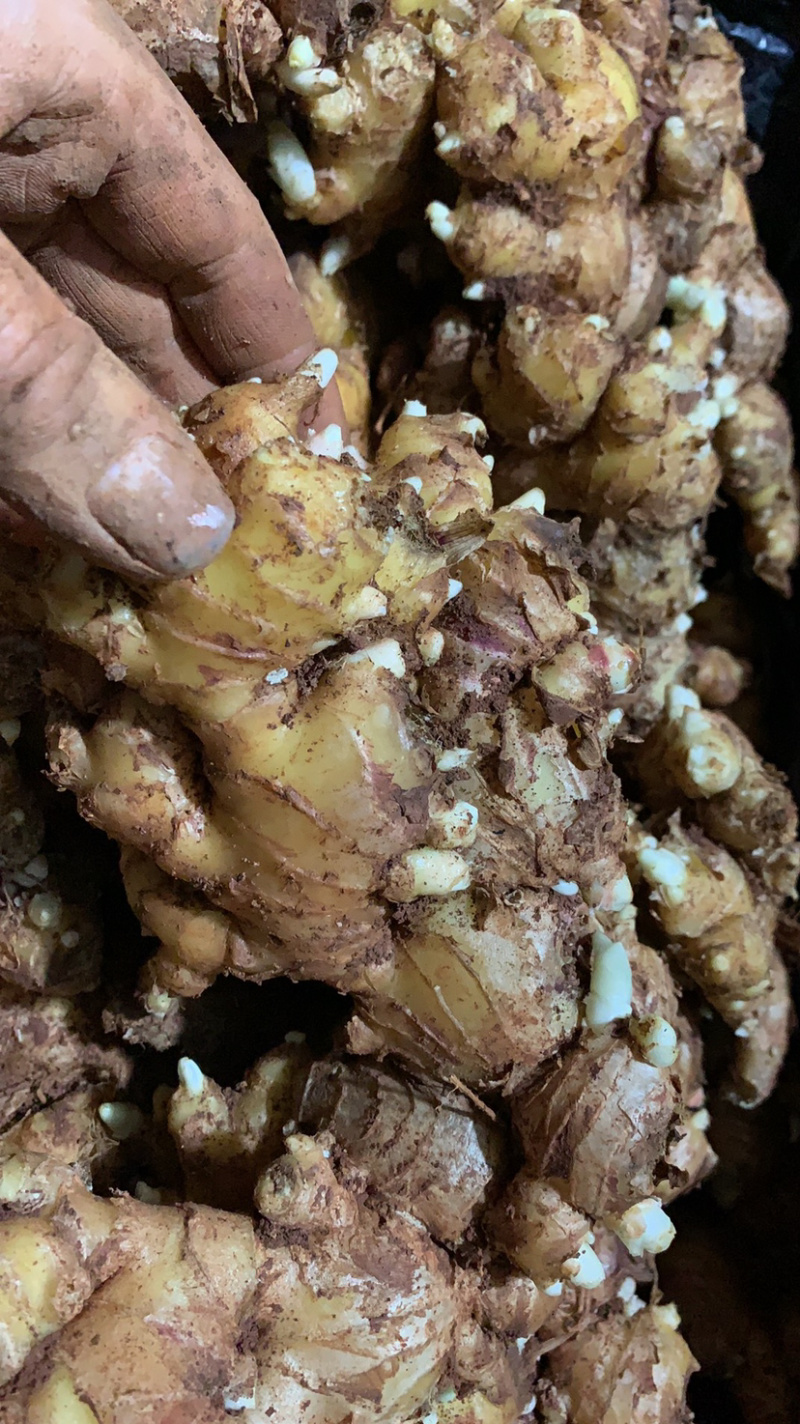 【优质】小黄姜生姜种视频看货价格稳定产地一手