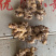 【优质】小黄姜生姜种视频看货价格稳定产地一手