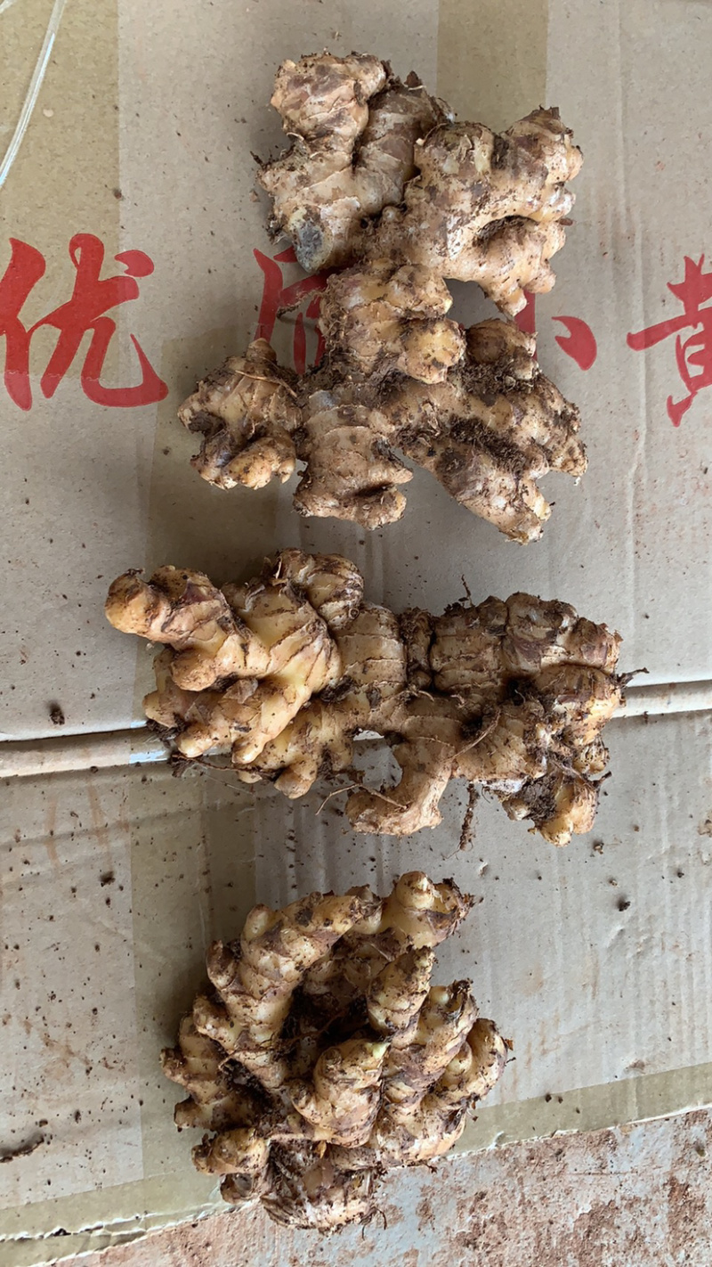 【优质】小黄姜生姜种视频看货价格稳定产地一手