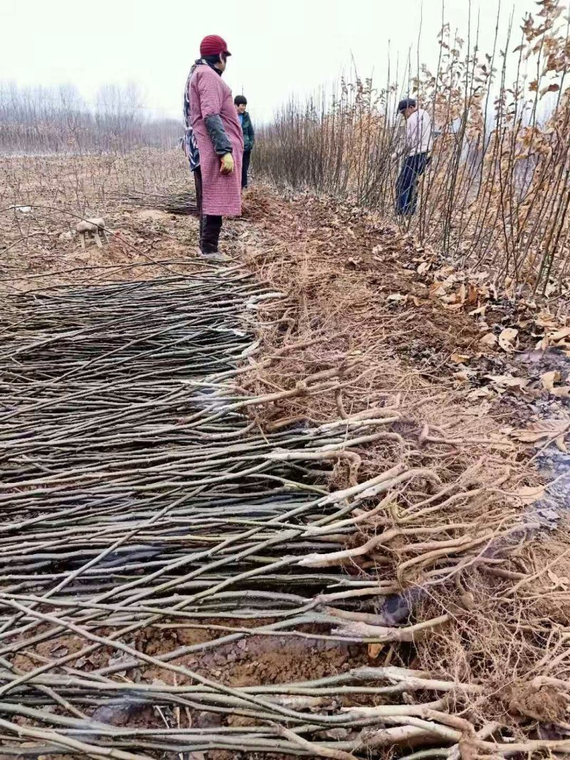梨树苗