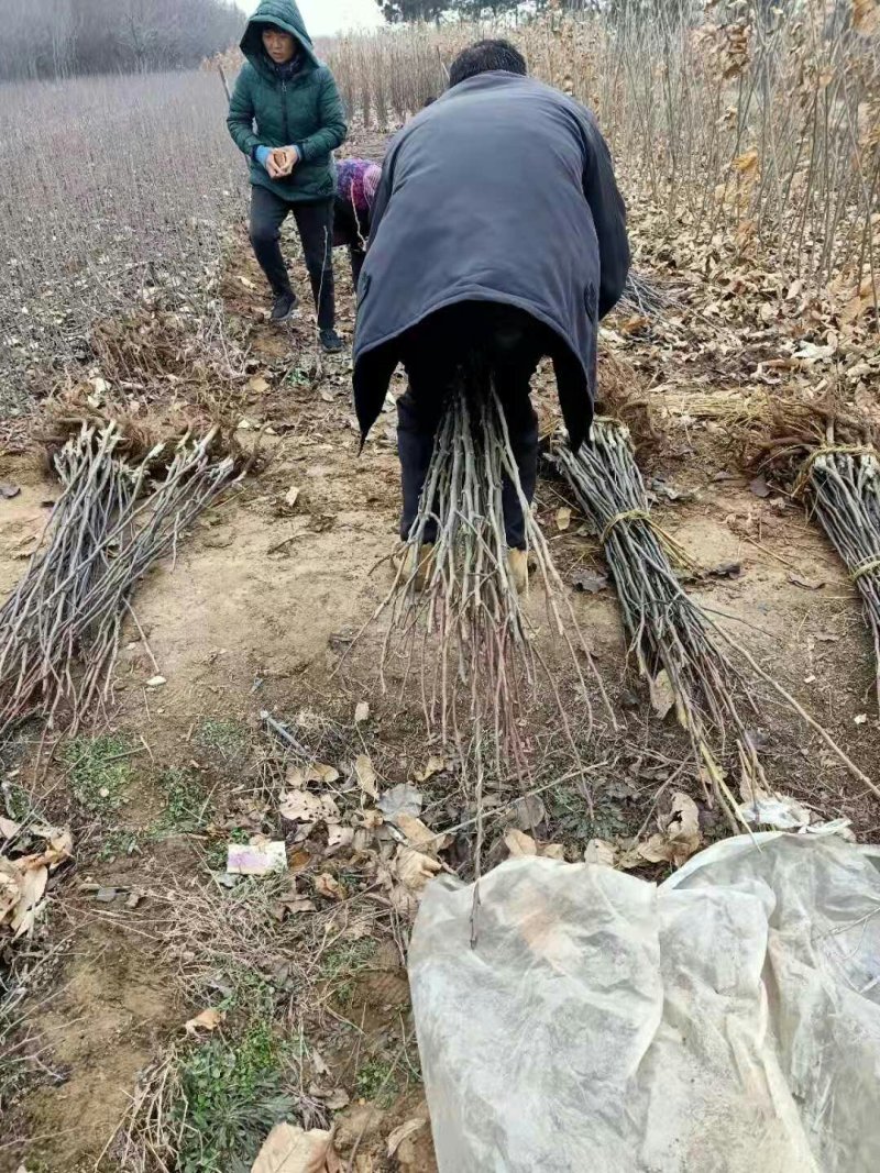 梨树苗