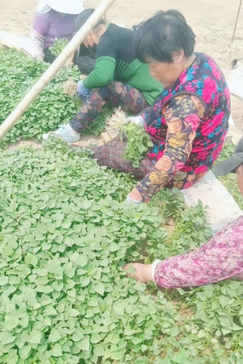 蜜薯红薯苗！西瓜蜜红薯苗龙薯九红薯苗榴莲蜜薯苗子