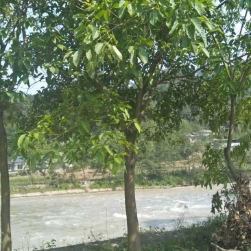 黄葛树,大叶榕,四川黄角树基地出售,成都黄葛树批发价格
