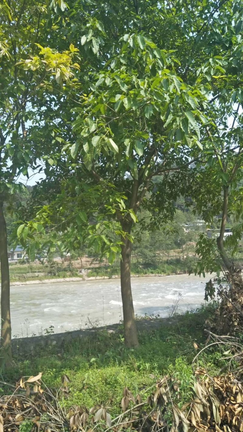 黄葛树，大叶榕，四川黄角树基地出售，成都黄葛树批发价格