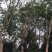 黄葛树,大叶榕,四川黄角树基地出售,成都黄葛树批发价格