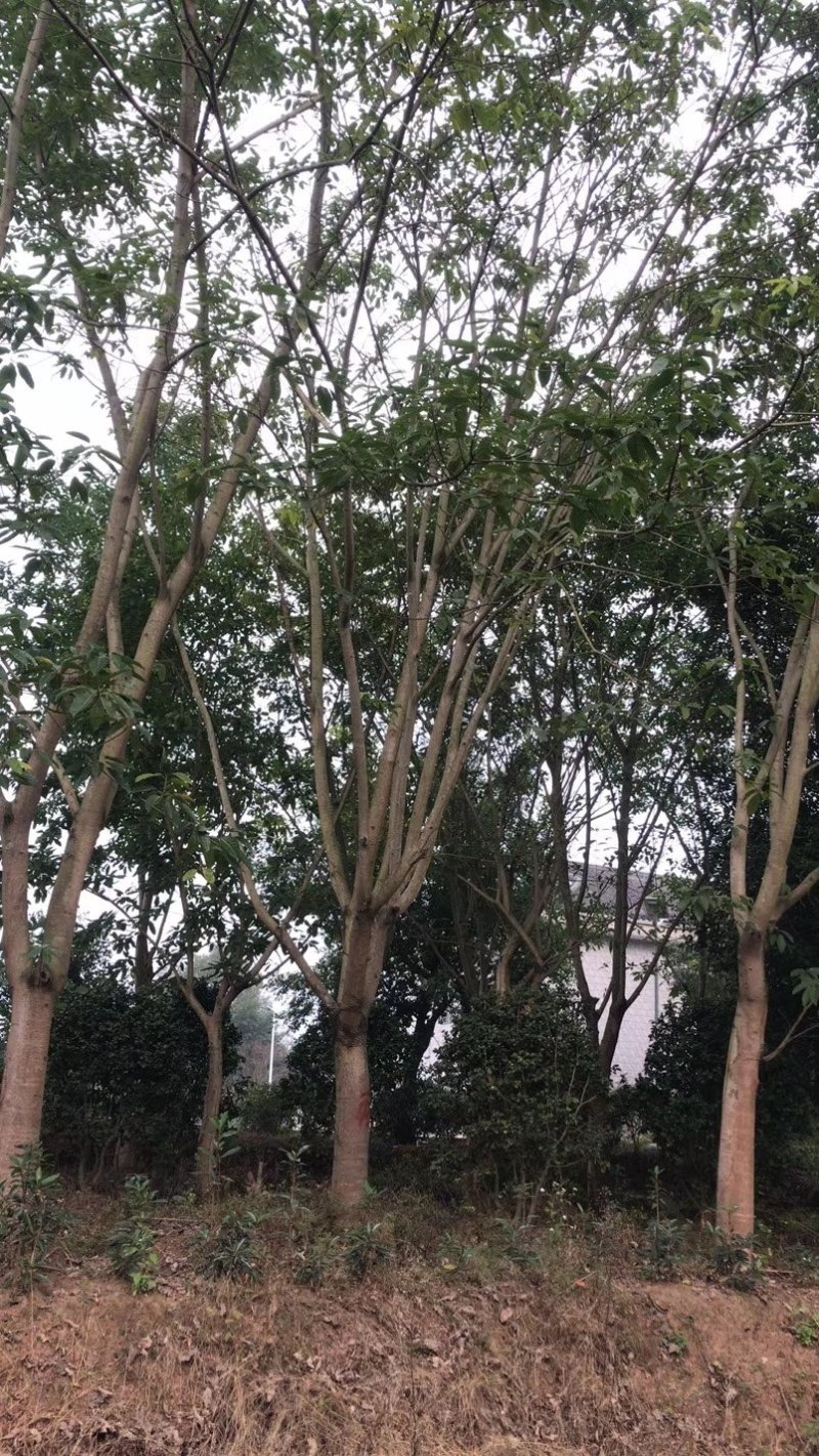 黄葛树，大叶榕，四川黄角树基地出售，成都黄葛树批发价格