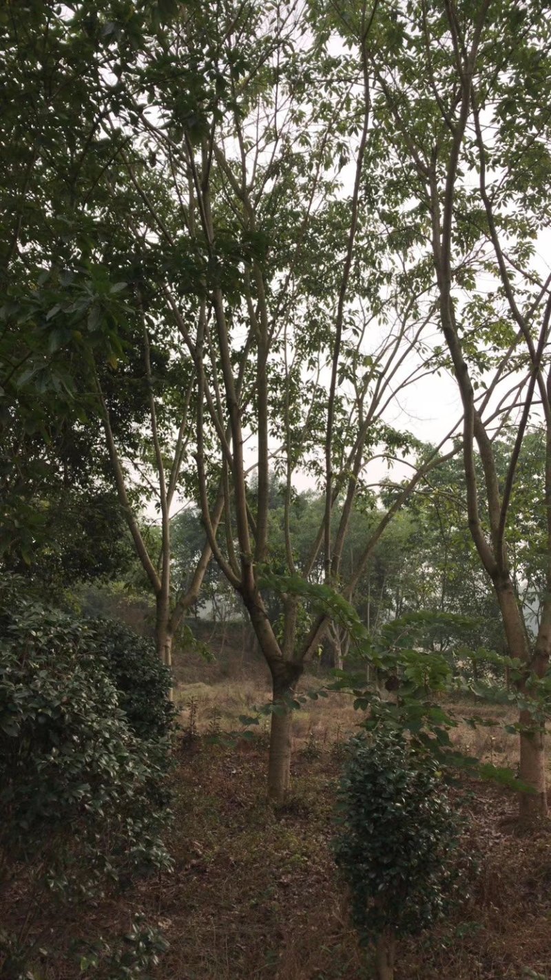 黄葛树，大叶榕，四川黄角树基地出售，成都黄葛树批发价格