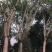 黄葛树,大叶榕,四川黄角树基地出售,成都黄葛树批发价格