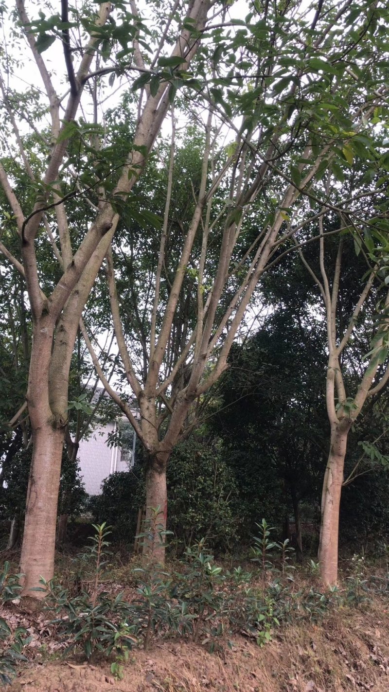 黄葛树，大叶榕，四川黄角树基地出售，成都黄葛树批发价格
